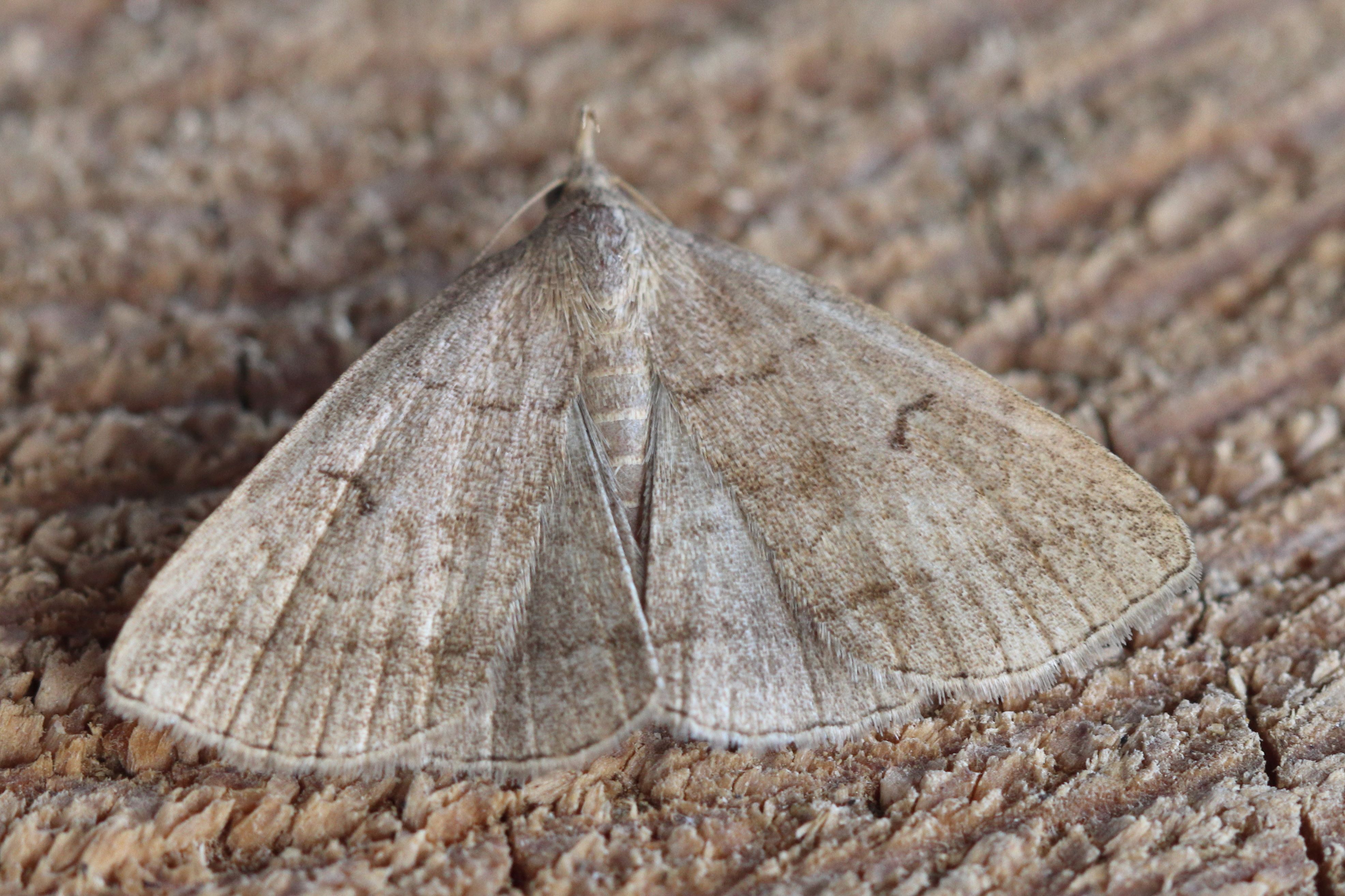 Photo of Jubilee Fan-foot (Zanclognatha lunalis)